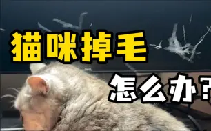 Download Video: 一个视频解决猫咪掉毛问题！