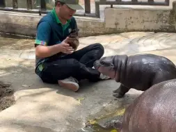 笑死！怪不得饲养员总是拍MooDeng屁股！谁叫你总是逮着饲养员咬呢！