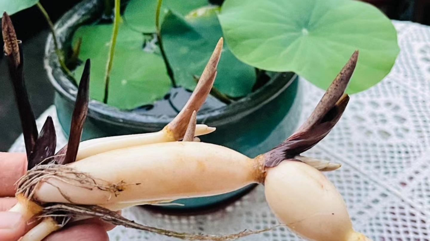 种植碗莲的6个小技巧,快来学学吧哔哩哔哩bilibili