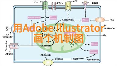 一起用Adobe illustrator画SCI机制图