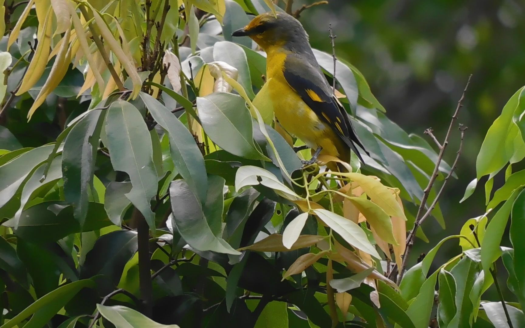 赤红山椒鸟在荔枝树上