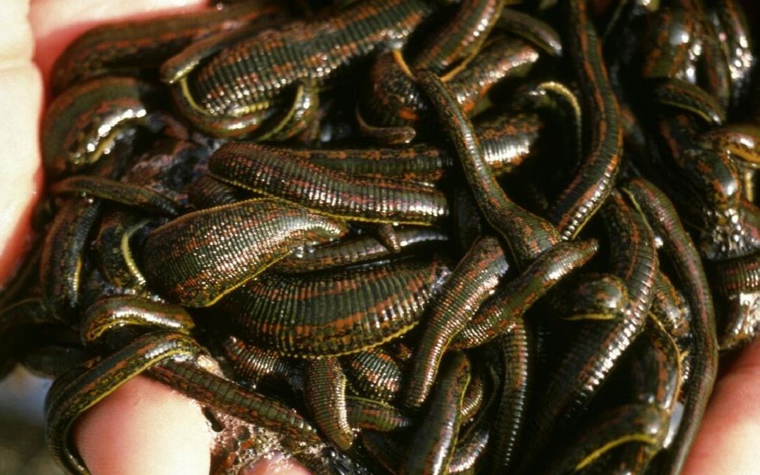 假如不小心吃下蚂蟥,究竟应该怎么处理呢