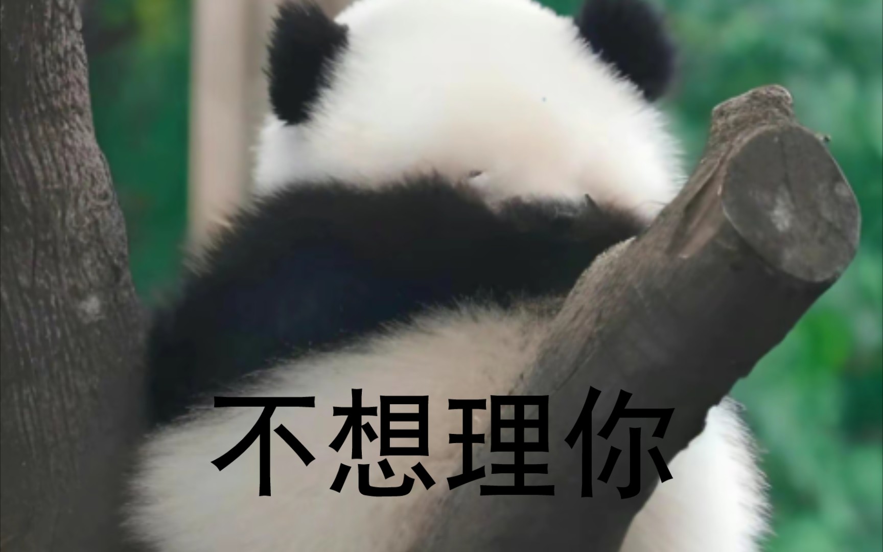 奶爸收猫来晚了,花花生气扑奶爸哔哩哔哩bilibili