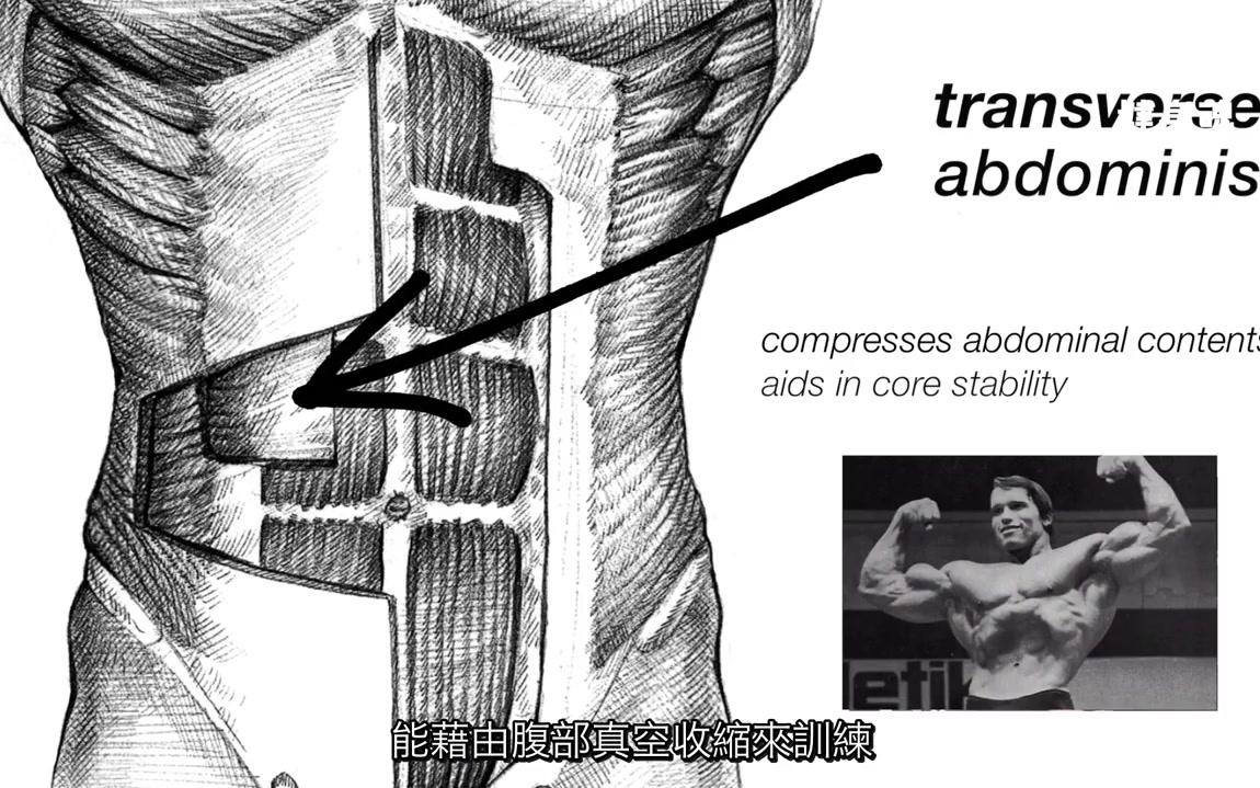 腹Jeff Nippard如何科学训练出六块腹肌(12篇研究论文支持)哔哩哔哩bilibili