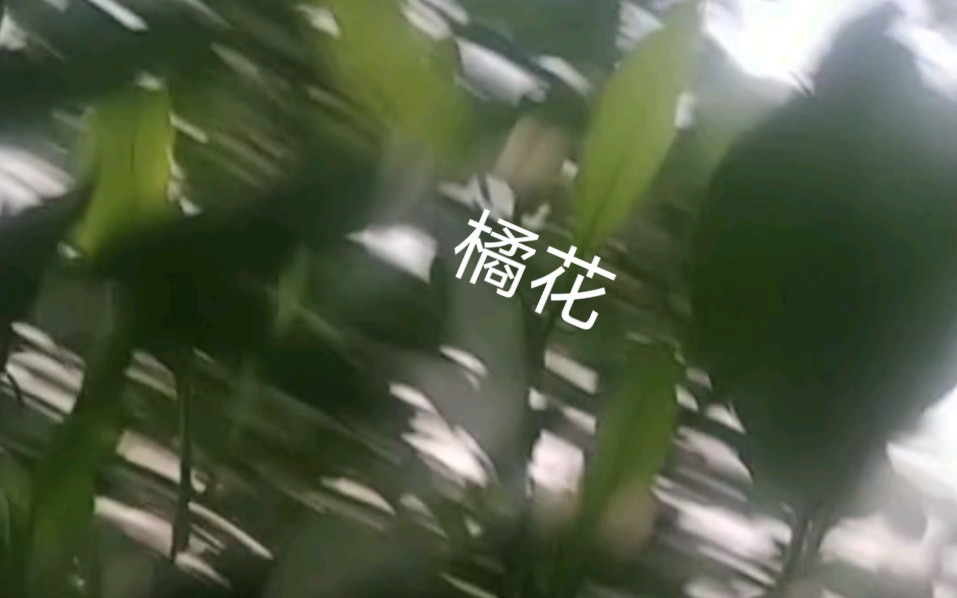 给大家看一下橘子树花是什么颜色.哔哩哔哩bilibili