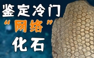 是什么化石 让古生物学家集体破防？