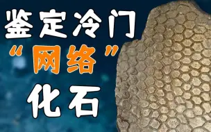 Download Video: 【鬼谷说】是什么化石 让古生物学家集体破防？