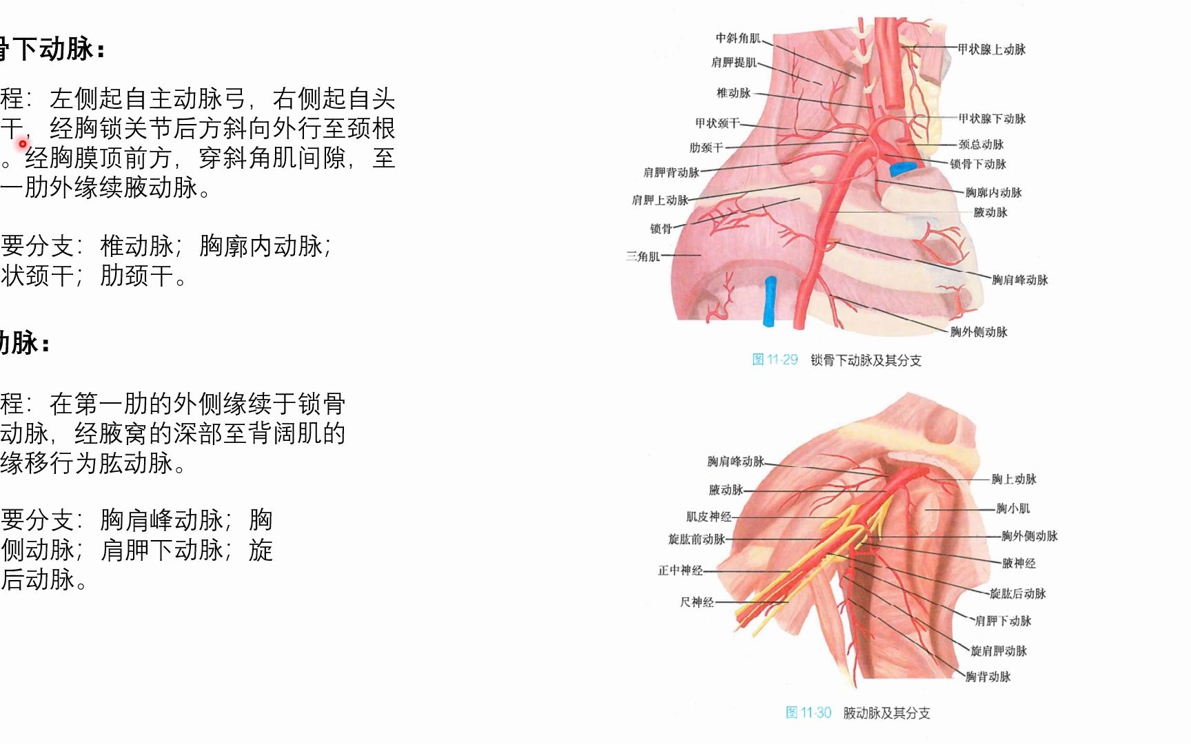 系统解剖学心血管系统之体循环的主动脉(锁骨下动脉)哔哩哔哩bilibili