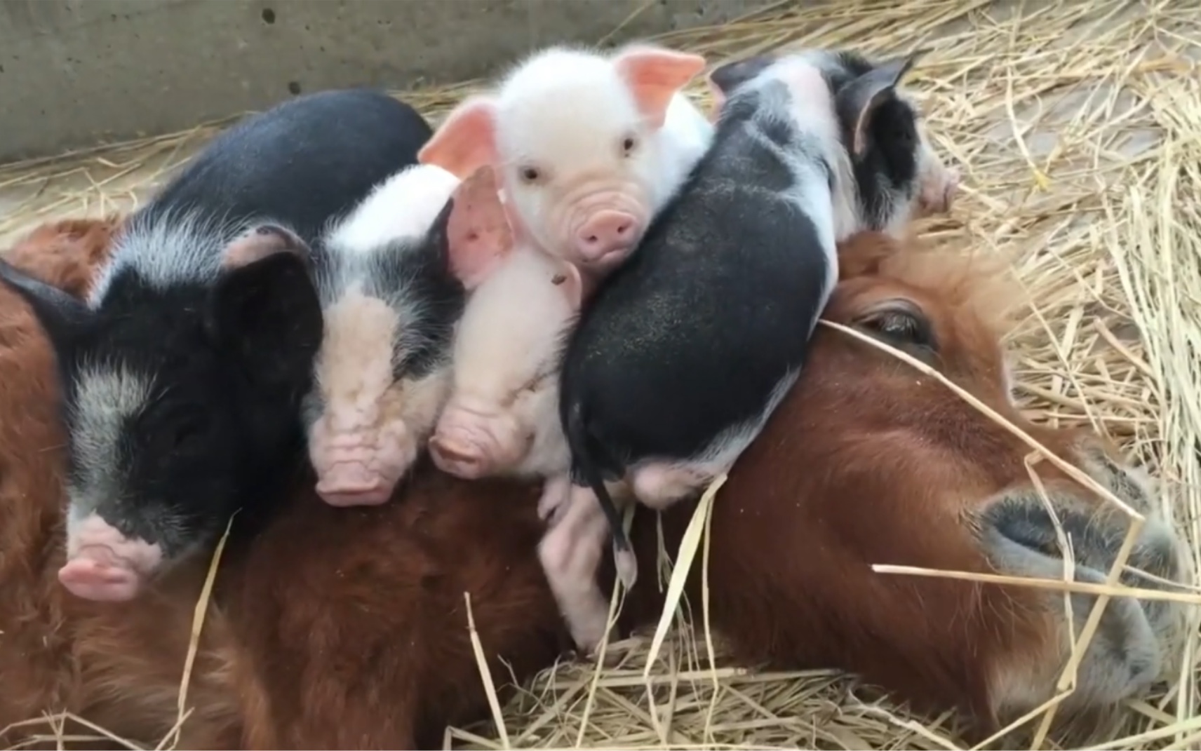 小马哥被一群猪压得生无可恋