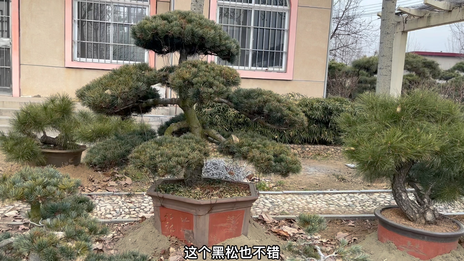 沂蒙山区最大地景黑松园精品盆栽五针松和黑松罕见山采老货