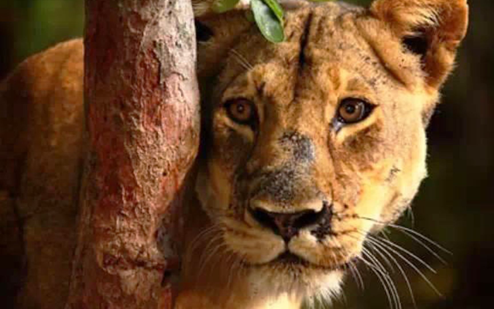 活动  非洲传奇母狮,单挑12只鬣狗不落下风,雄狮也要屈服于她!