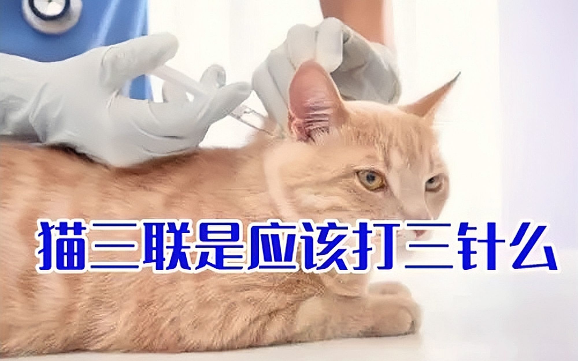 猫三联是应该打三针么哔哩哔哩bilibili