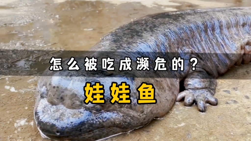 呆萌的娃娃鱼是怎么被吃成濒危物种的?它的声音真的像嘤嘤声吗?
