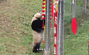 Скачать видео: 【渝爱】今天小年，爱姐拆迁事业依旧红红火火，馆长都拦不住，爱姐拆家完整版了来了