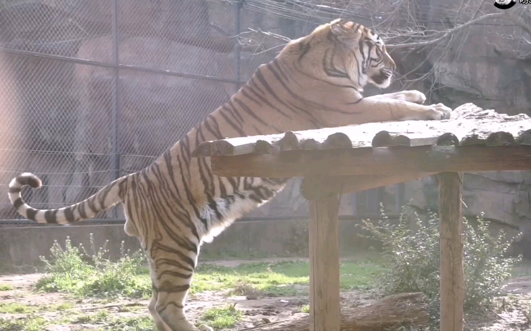 【老虎】见过老虎放屁吗?请看26秒处_哔哩哔哩_bilibili