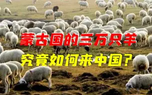 Скачать видео: 蒙古国的3万只羊怎么来中国？坐汽车？坐火车？还是赶着来？