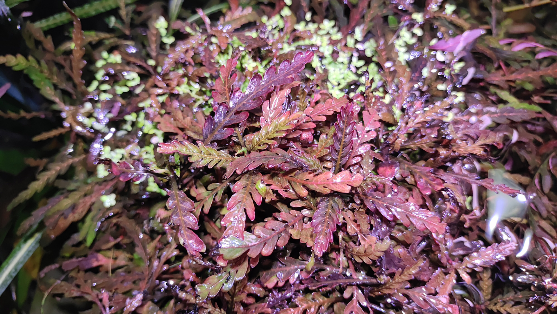 雨裂水蓑衣水上叶