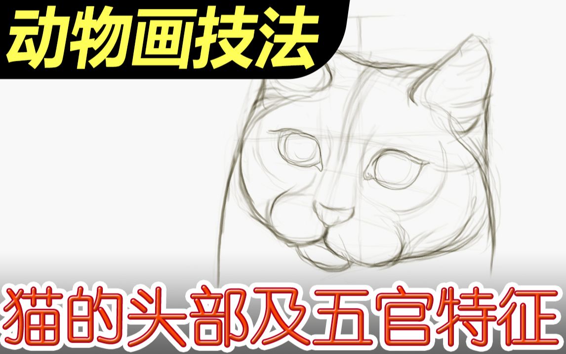 猫的头部及五官结构有何特征?动物画技法12哔哩哔哩bilibili