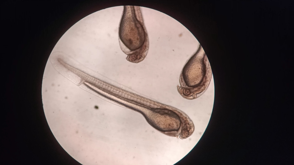 活动  泥鳅胚胎