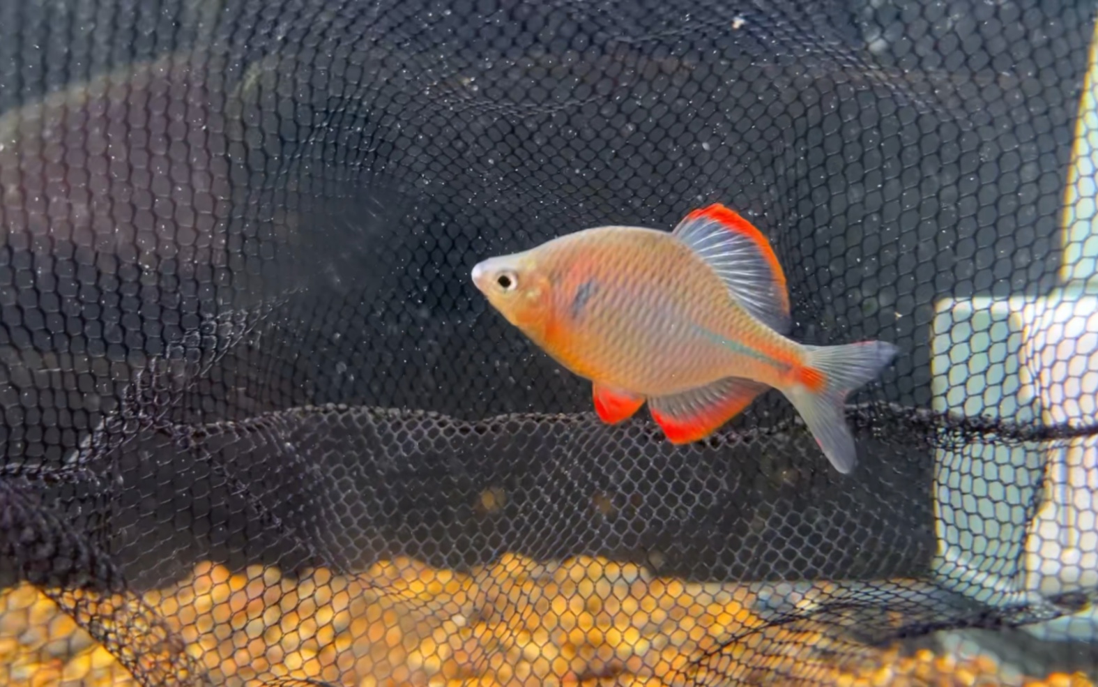 喜欢红边鳑鲏的可以交流一下