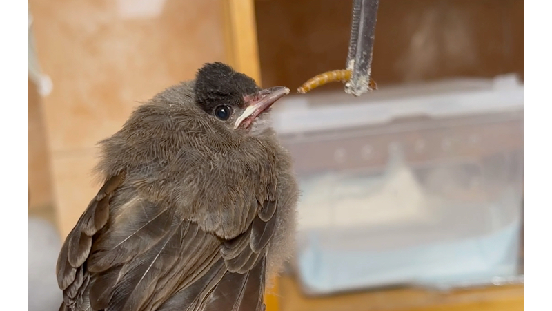 红耳鹎 #高髻冠 七夕捡到的红耳鹎幼鸟,今天状态好多了,会乞食,能吃