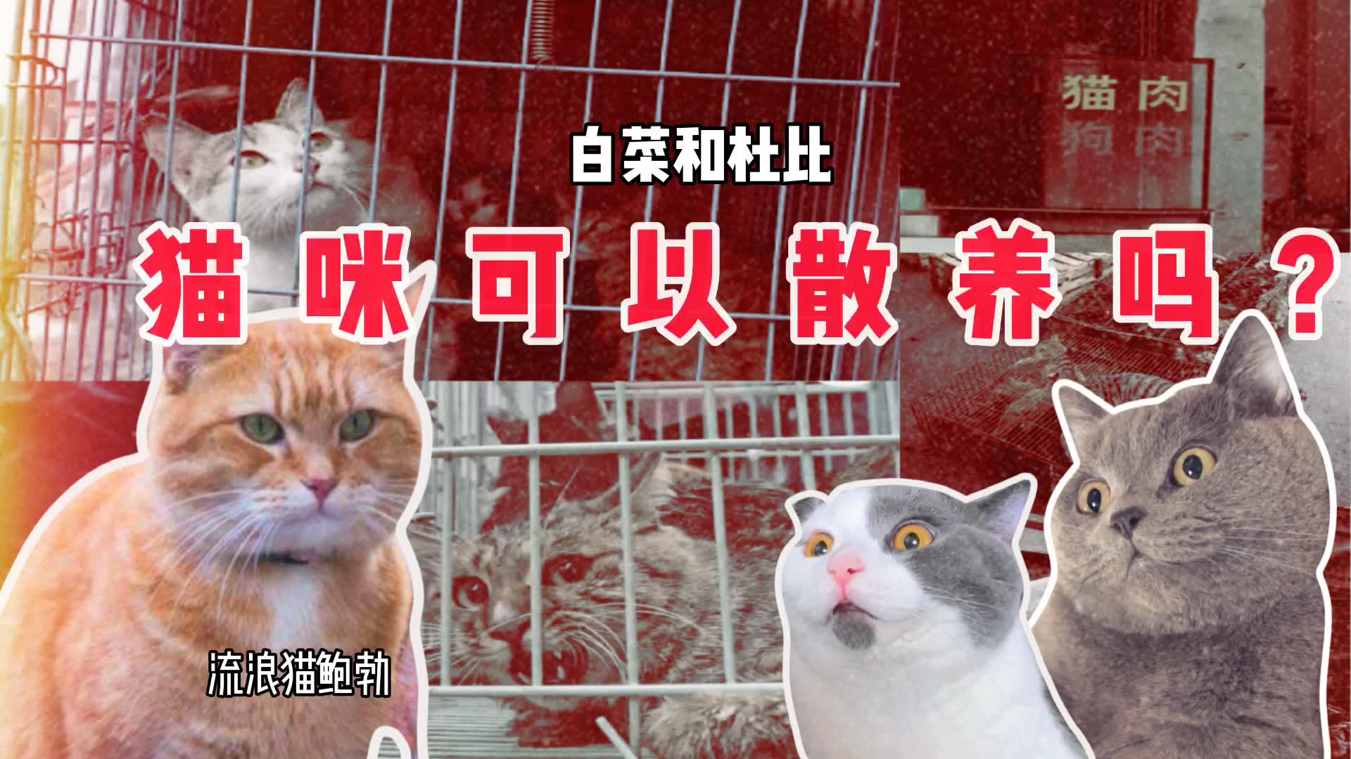 [图]流浪猫鲍勃的真正死因竟不是老死？虐猫被吃，散养猫处处是凶险！