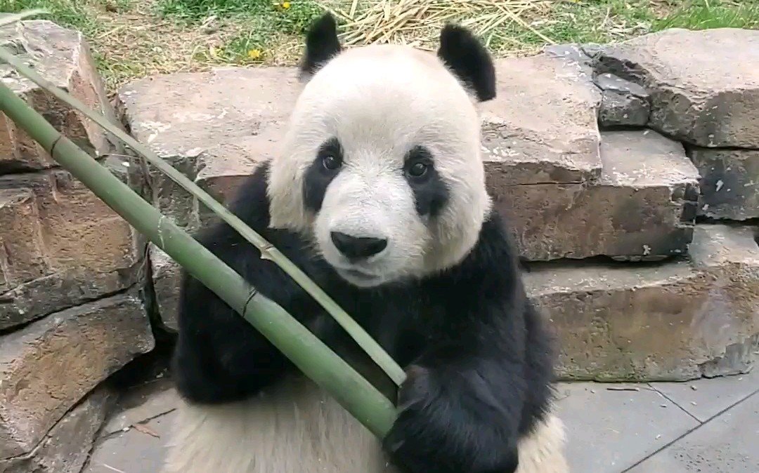 大熊猫飞云,可爱爆啦