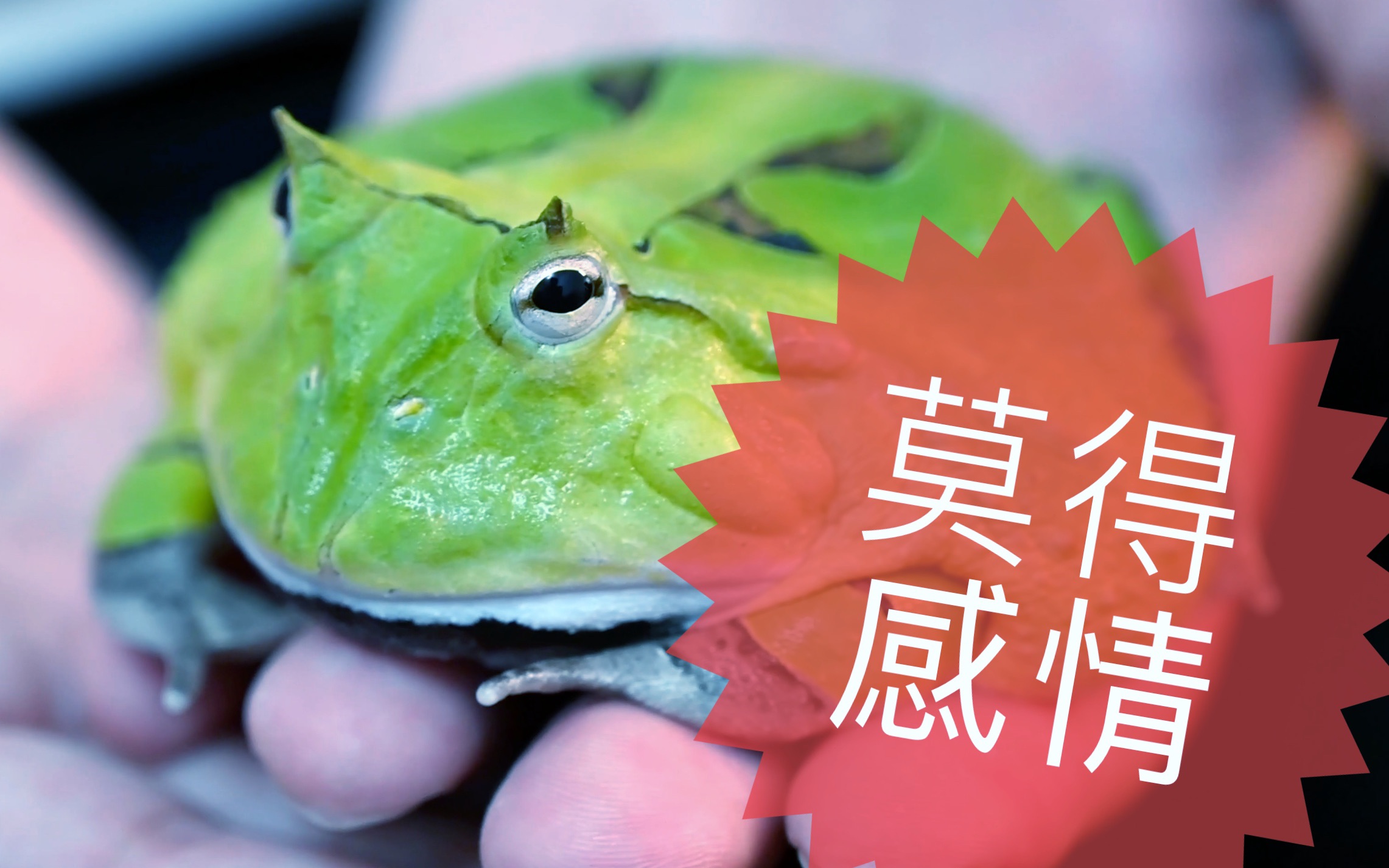 冷血动物怎么可以这么可爱