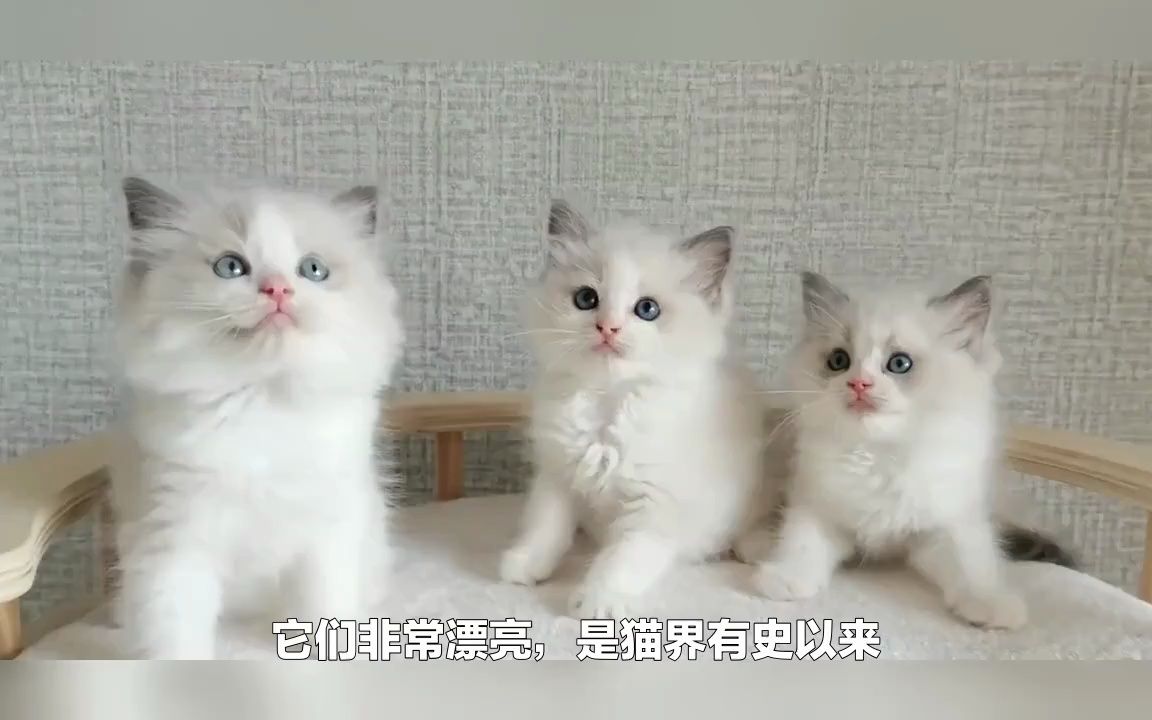 世界上最昂贵的4种猫咪哔哩哔哩bilibili