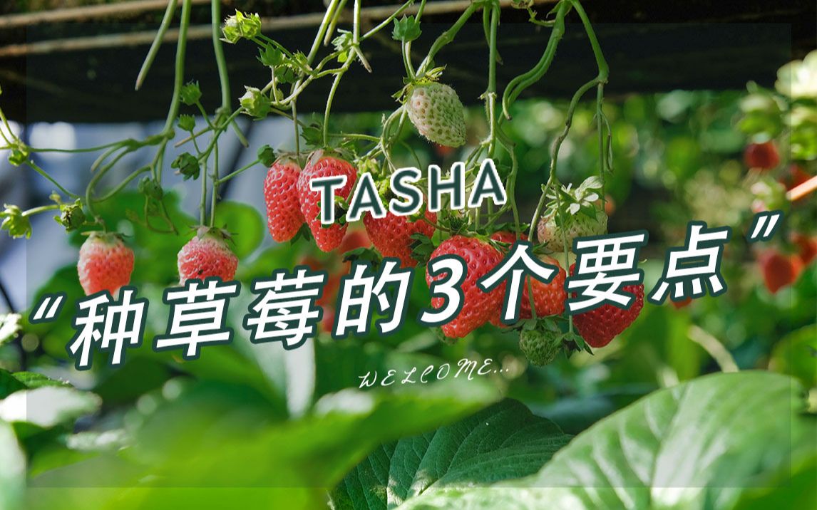 活动  种草莓注意这3点,轻松实现大丰收