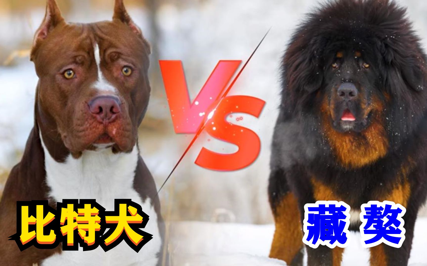 [图]藏獒vs比特犬，谁才是真正的狗中之王？