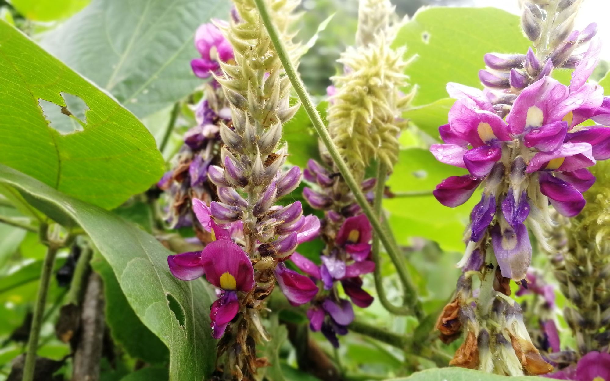 养蜂知识之蜜源植物:漫山遍野开满了葛根花,养蜂人却看着花发呆_哔哩