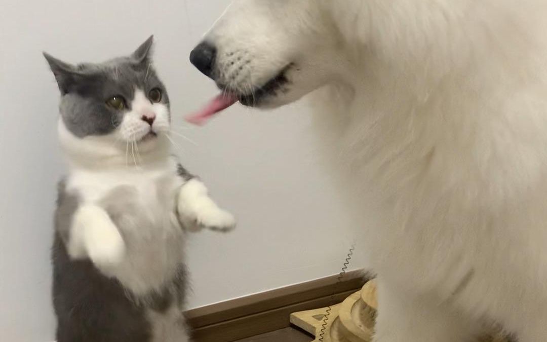 余小爷是也得到了b站宝藏收藏家奖绵羊料理为我颁奖了