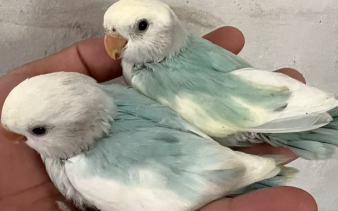 松闪派和薄荷绿闪派牡丹鹦鹉