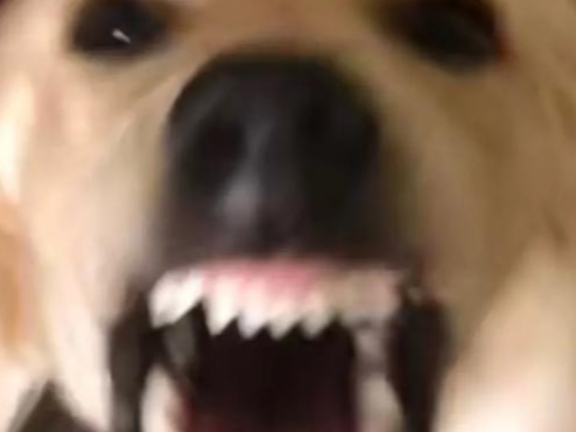 大狗大狗叫叫叫🐶