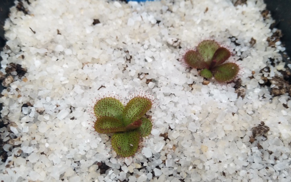 【食虫植物】球根茅膏菜的记录2_哔哩哔哩 (゜-゜)つロ 干杯~-bili