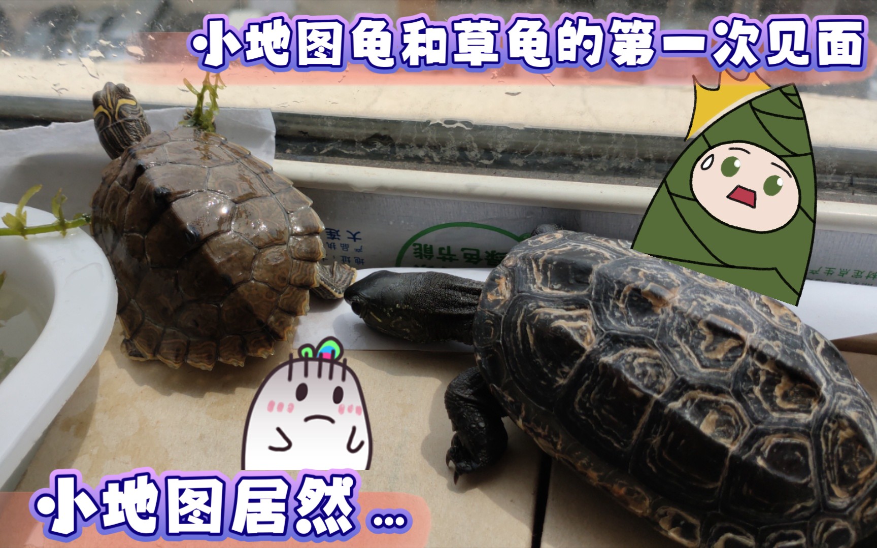 活动  小地图龟跟草龟的第一次见面,小地图居然