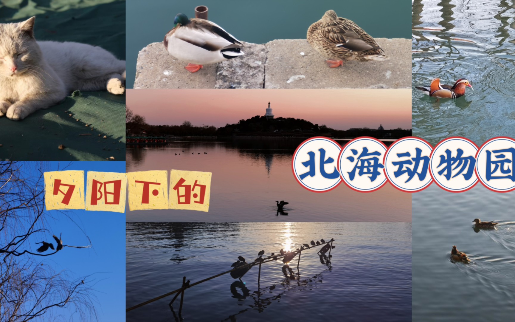 夕阳下的北海动物园