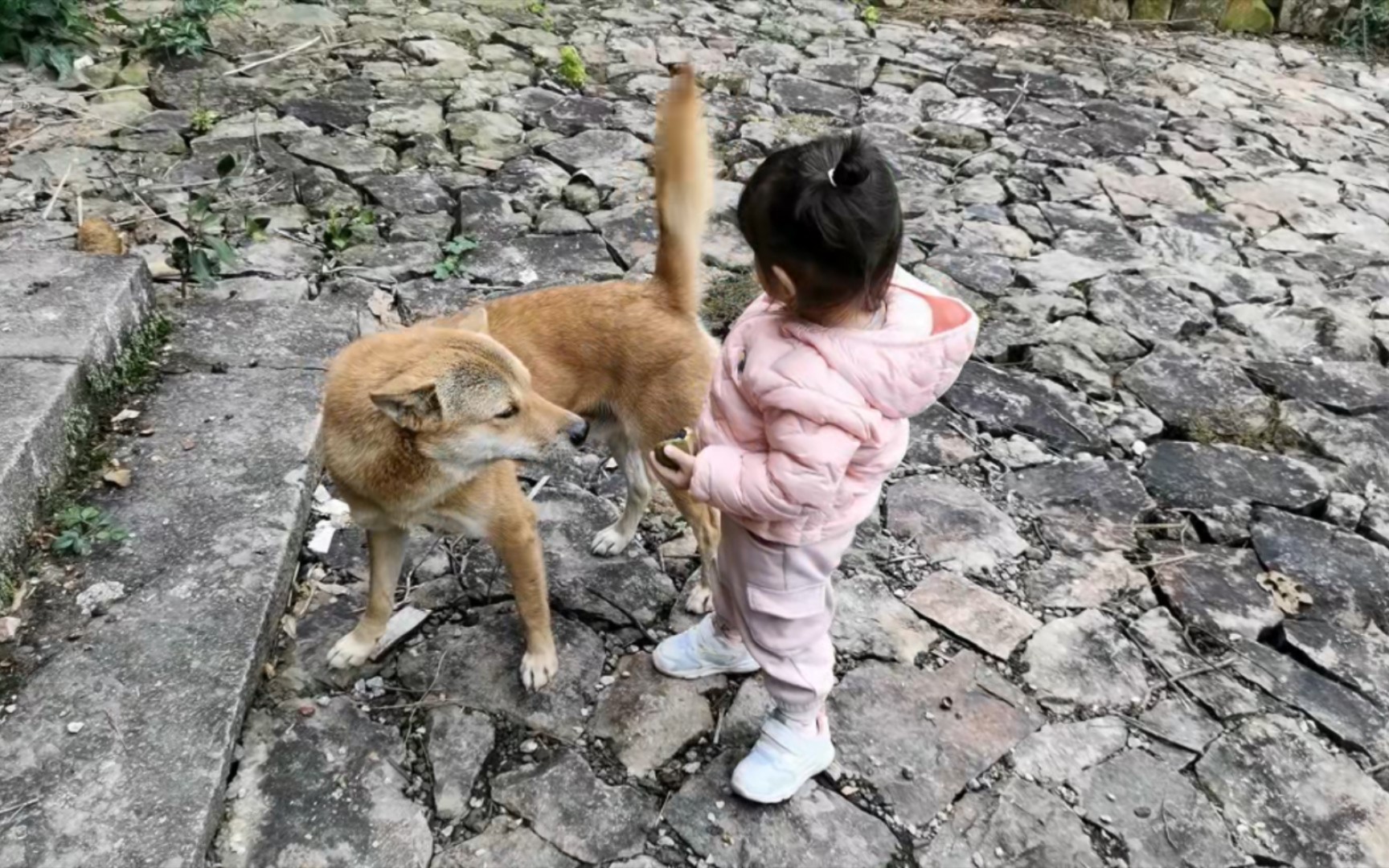 [图]宝宝到了猫嫌狗弃的年纪.狗狗:我为这个家付出了太多