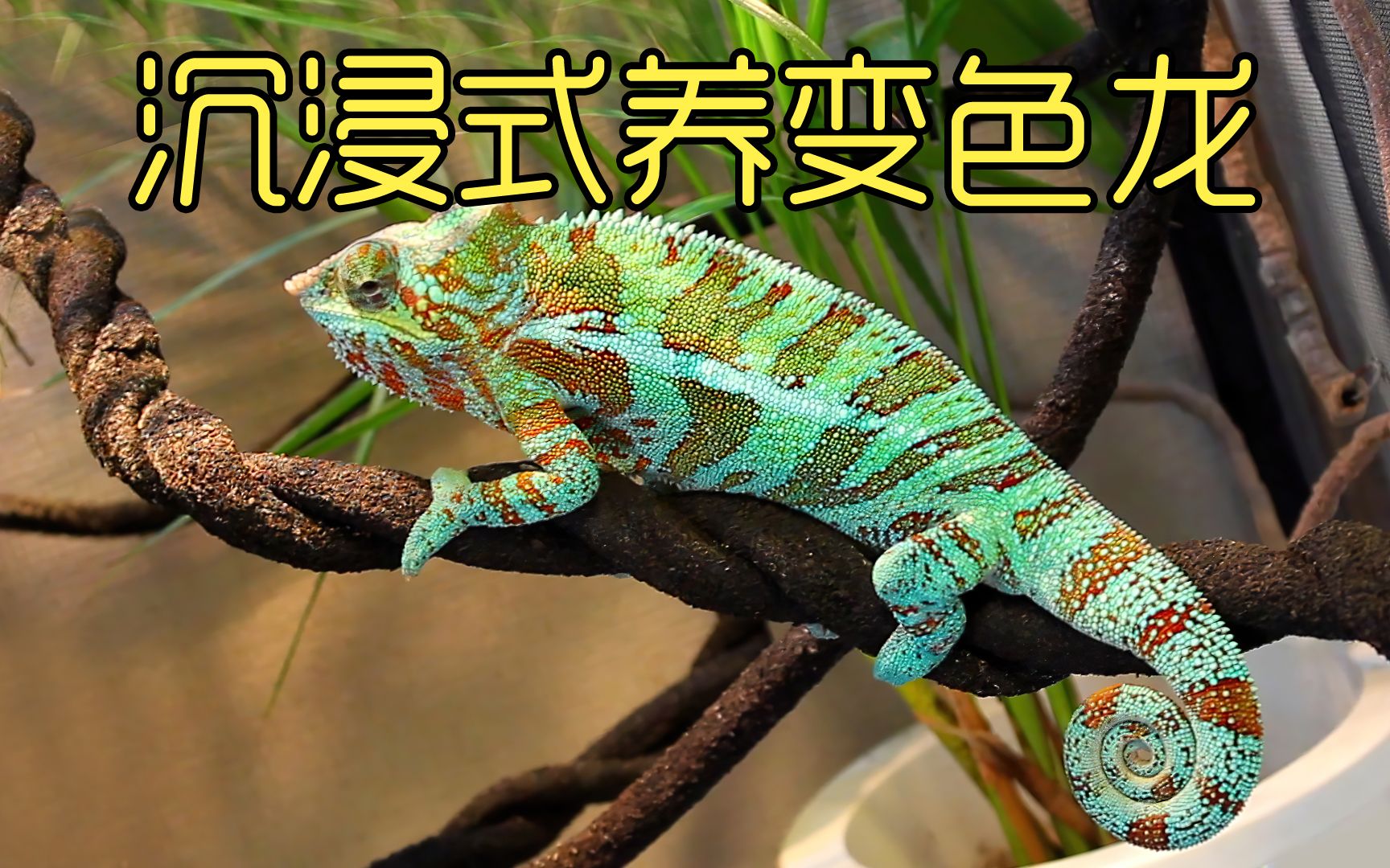 沉浸式养变色龙，记录2年饲养变色龙的过程，太好玩太有趣了-天野侠-天野侠-哔哩哔哩视频