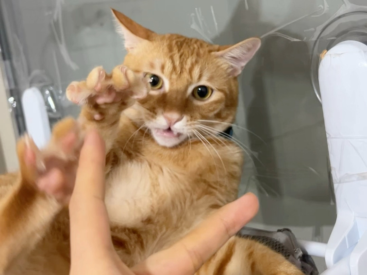 串串也有选择困难症？？？