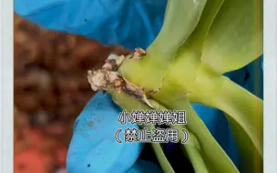 Download Video: 少根，无根蝴蝶兰的种植口诀！