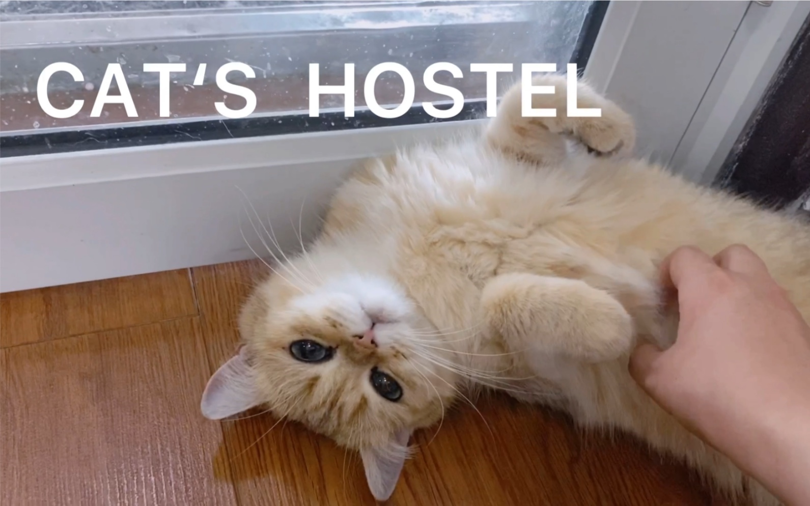 [图]DVP：Exercise2- mobile cinematography CAT HOSTEl