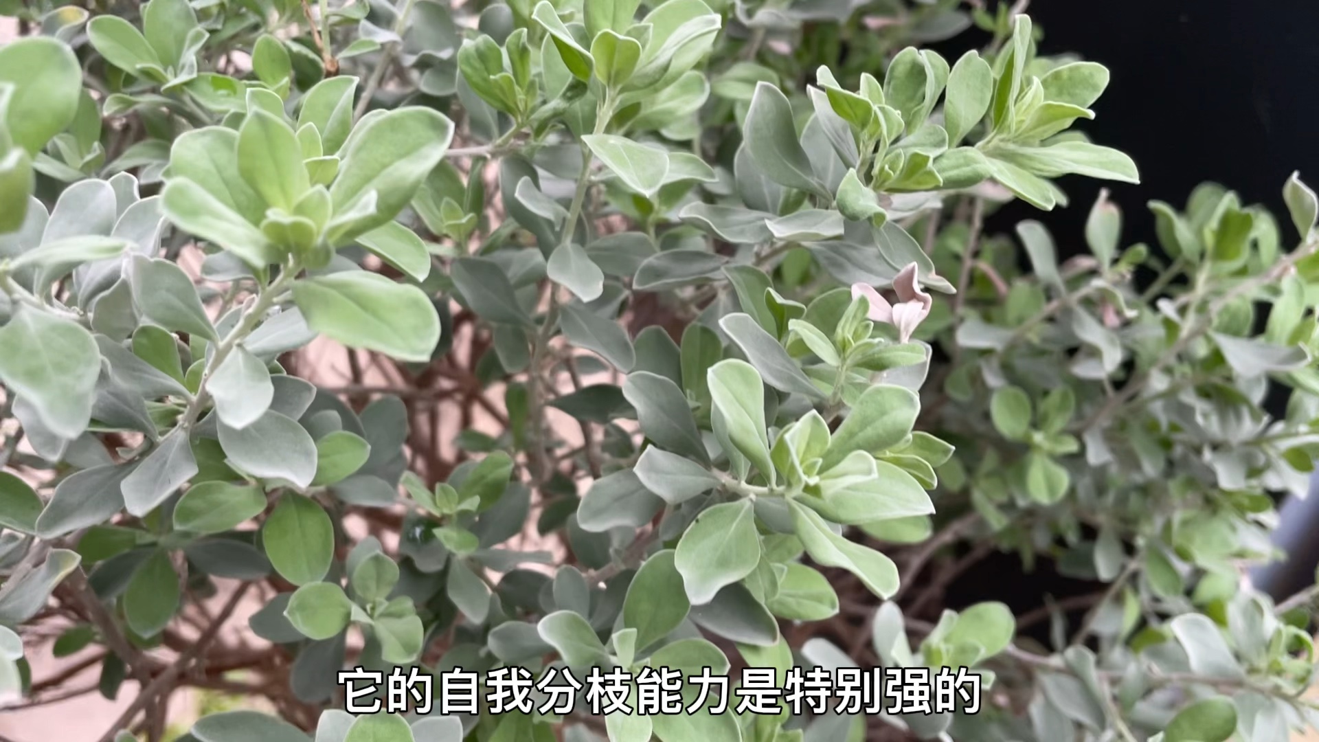 银叶红花玉芙蓉养护技巧,喜光耐高温适合庭院花径,养护管理简单