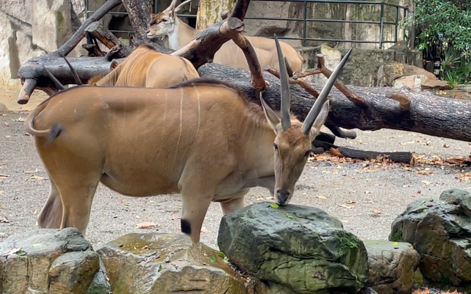 【上海动物园】伊兰羚羊公的体型大一些,角短一些,母的体型小一些,角