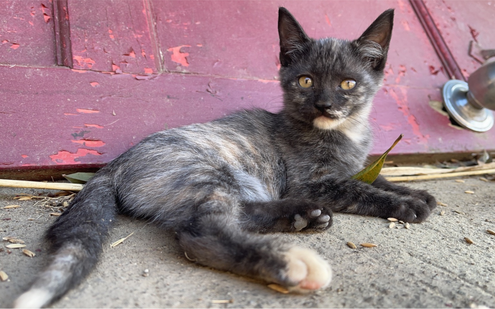 颜色很独特的小猫咪,不是玄色也不是玳瑁