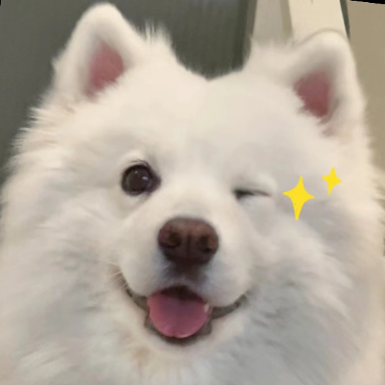 萨摩耶治愈表情合集