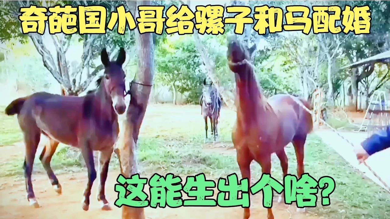 棕马和骡子配种,男子心疼骡子这些年很辛苦,于是想增添小骡子.哔哩哔哩bilibili