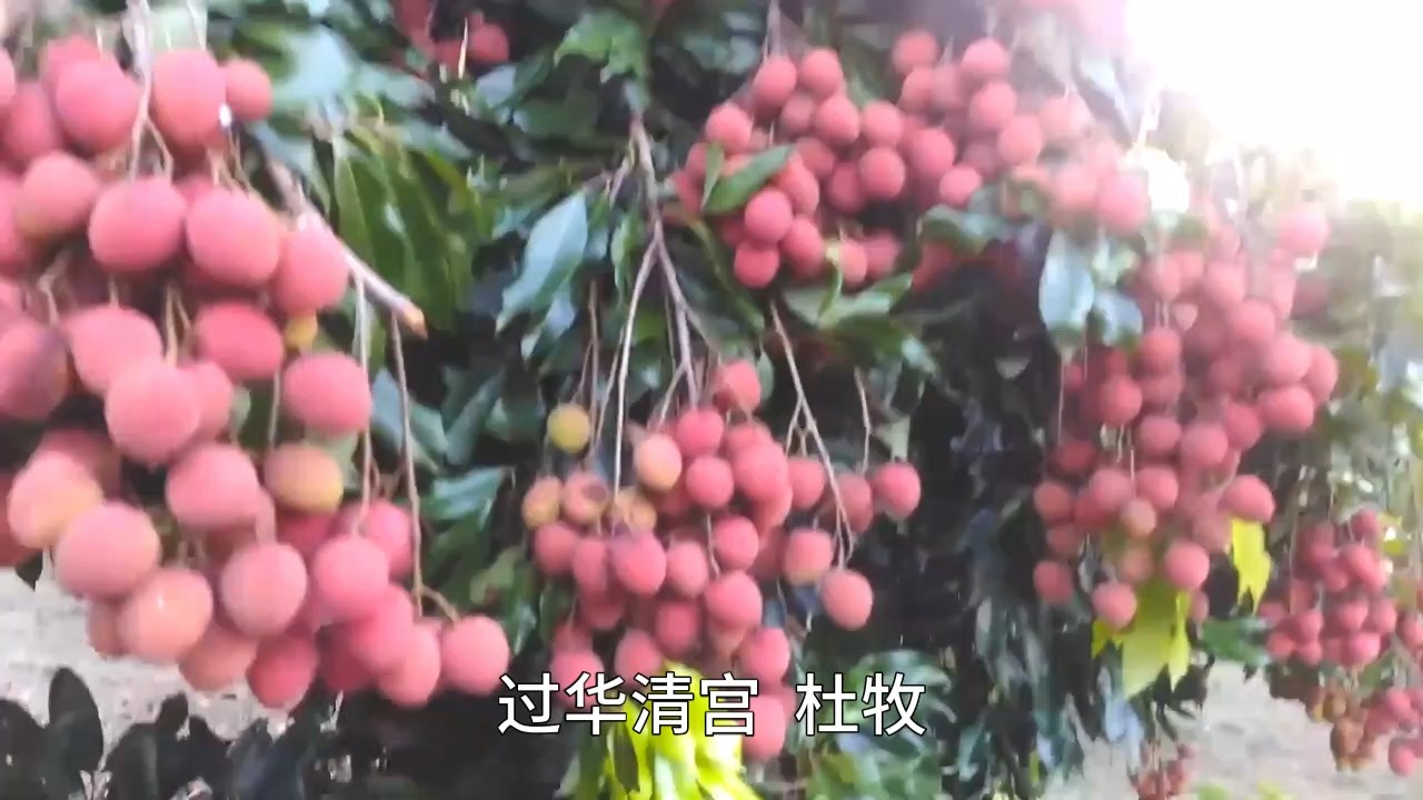 过华清宫杜牧哔哩哔哩bilibili