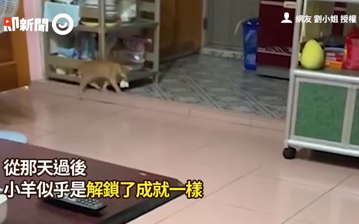 一网友震惊:捡了只猫,名叫小羊的橘猫像只狗哔哩哔哩bilibili